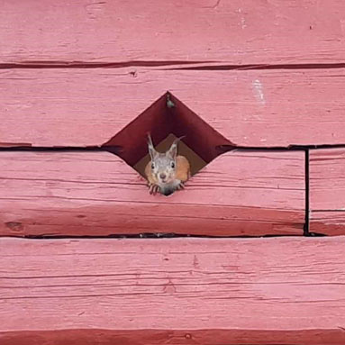 Orava kurkistaa luhtin koristeruudusta